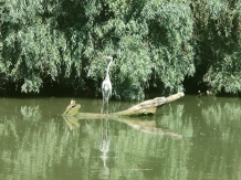 Gorgova Delta Village - alloggio in  Delta del Danubio (33)