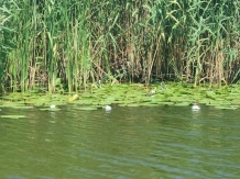 Gorgova Delta Village - alloggio in  Delta del Danubio (34)