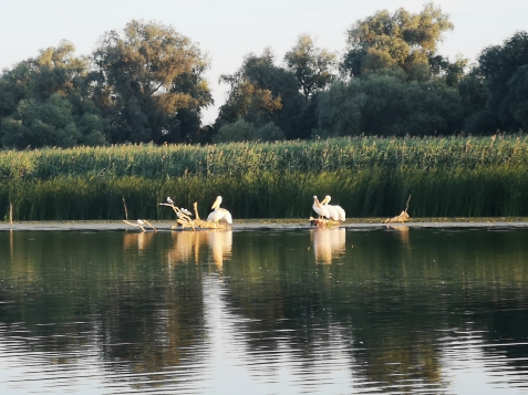 Gorgova Delta Village - cazare Delta Dunarii (Activitati si imprejurimi) Gorgova Delta Village - cazare Delta Dunarii (Activitati si imprejurimi)