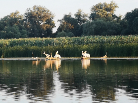 Gorgova Delta Village - cazare Delta Dunarii (Activitati si imprejurimi)