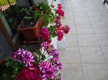 Casa Irina - accommodation in  Olt Valley, Horezu (43)