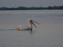 Pensiunea Oprisan - alloggio in  Delta del Danubio (27)