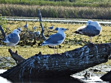 Cazare Regina Anastasia - alloggio in  Delta del Danubio (22)