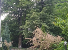 Vila Tisa - accommodation in  North Oltenia (04)