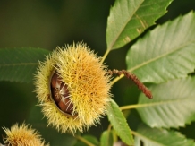 Bucataria Naturii: plante din flora spontana - CASTANUL COMESTIBIL