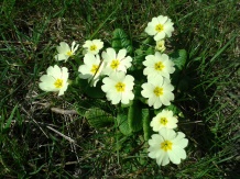 Bucataria Naturii: Salata de primavara - PRIMULA 