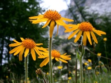 Farmacia Naturii: Arnica