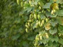 Bucataria Naturii: plante din flora spontana - HAMEIUL