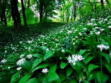 Bucataria Naturii: plante din flora spontana - LEURDA