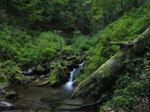 Padurile virgine din Romania, comoara naturala