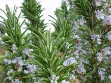 Farmacia Naturii: Rozmarinul